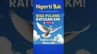 Merpati Lebih Pintar dari GPS Manusia‼️ #faktamenarik #burungdara