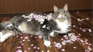 赤ちゃんと室内でお花見する猫 ノルウェージャンフォレストキャット cherry-blossom viewing party.Norwegian Forest Cat.