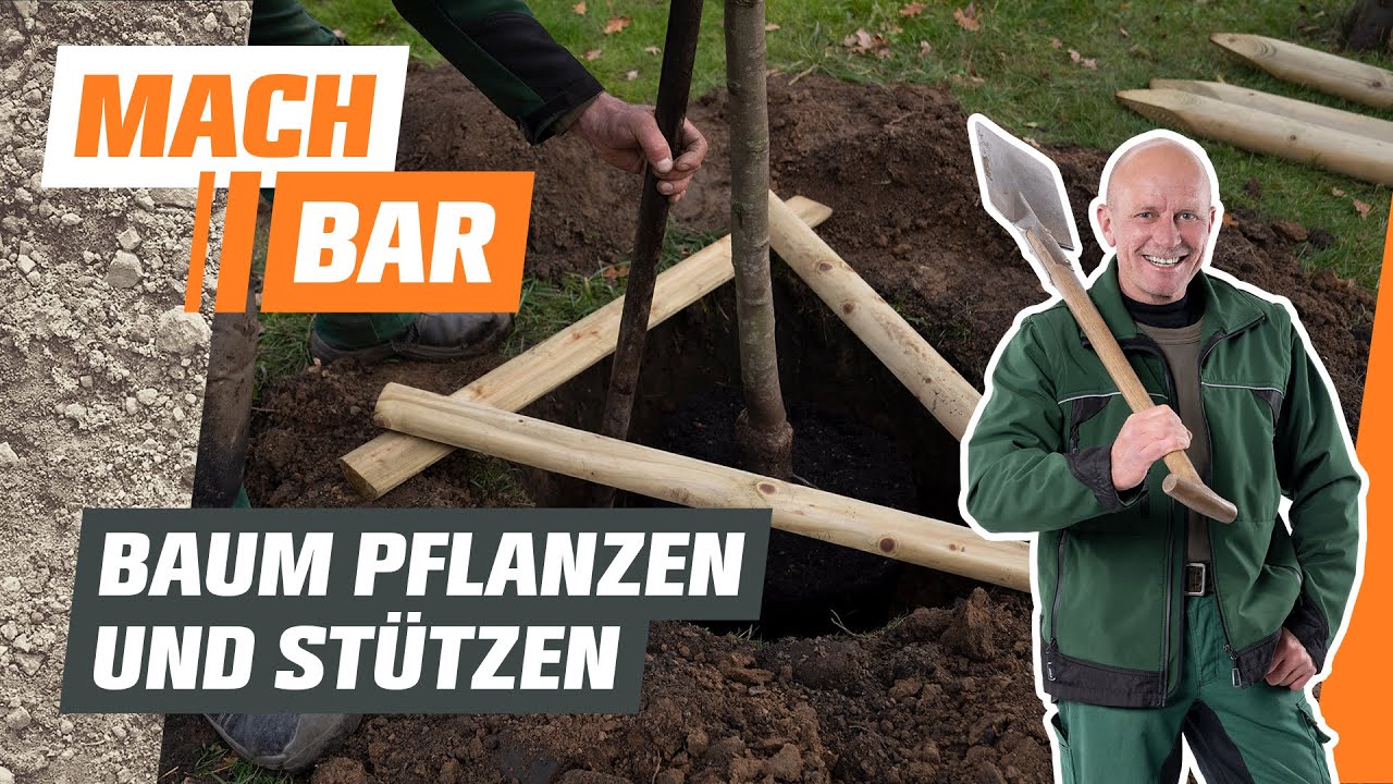 Baum pflanzen | So macht man es richtig