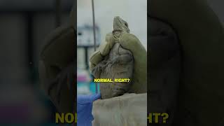 Rare Iguana Gets A Doctor's Visit