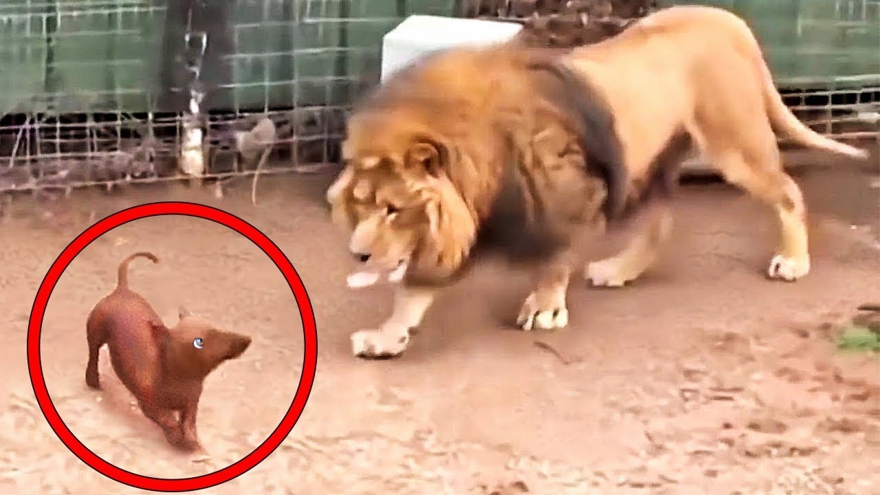 Dejaron un Perro Entrar en una Jaula de un León. Lo Que Pasó Enseguida  Sorprendió a Todos - YouTube