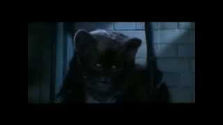 crookshanks hermione emma watson cat feline