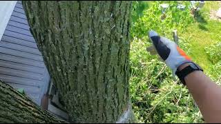 Precise Arborist Tree Removal Over House | Large Linden Saw Cut Up Close