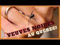 Veuve Noire du Nord au Québec 🕷️