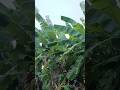 என்ன ஒரு அழகு இயற்கை ✅🥰😍❤ #nature #villagelife #shortsfeed #shortvideo #youtubeshorts