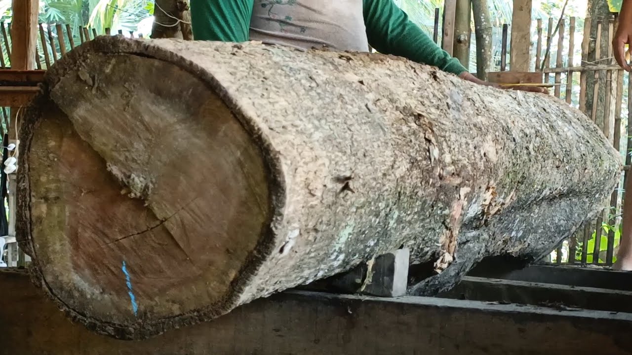Sawing beautifully grained logs for boards and furniture materials || sawmill 