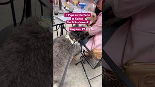 Pups on the Patio at Kevin’s Bar & Restaurant | Kingston, PA