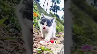 A cat misses mom and dad. A beautiful moment #3598 - #shorts