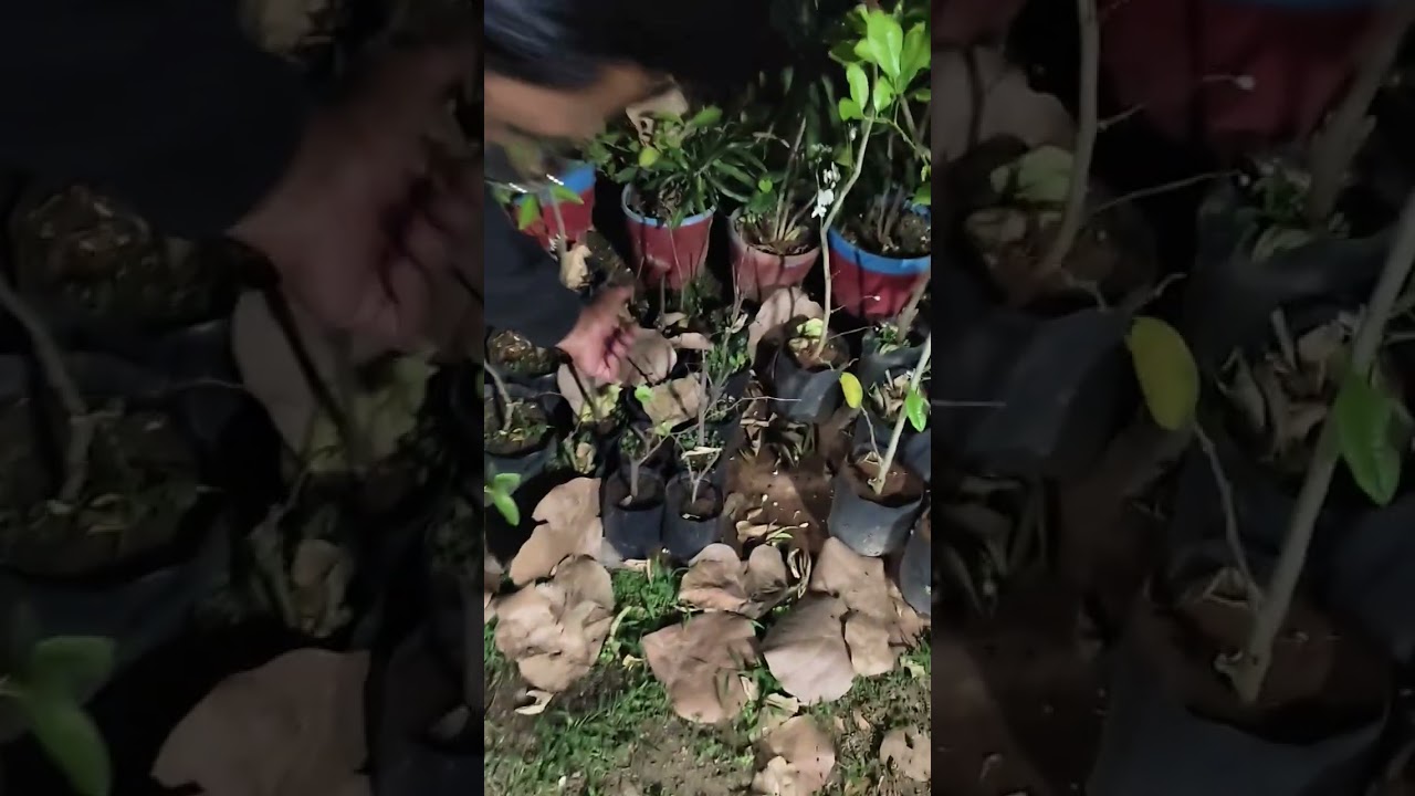 Impa nursery ke owner se thoda baat chit