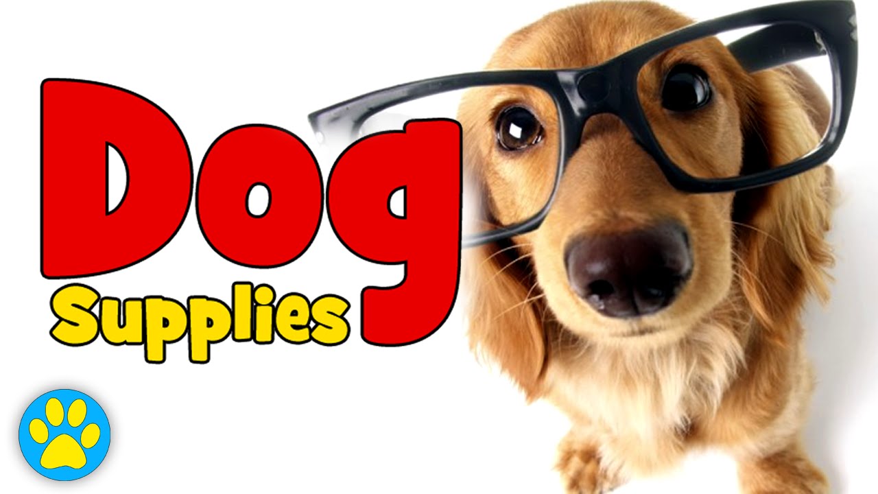 Supplies You Need For A Dog YouTube