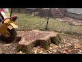 Rayco RG80 Stump Grinder DESTROYS  36 inch Oak Stump IN 10 min.