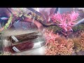 The pinnacle of the red aquatic plants was finally planted [Red zone 9~12 days]