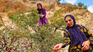 Download Lagu Foraging Wild Fruits with Akram \u0026 Monir 🍇 | A Taste of Nature’s Bounty 🏞️ MP3 Download Lagu Foraging Wild Fruits with Akram \u0026 Monir 🍇 | A Taste of Nature’s Bounty 🏞️ MP3