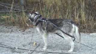 Denali National Park Sled Dog Demonstration