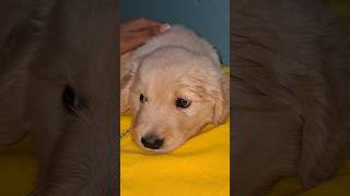 cute puppy 😘😘😘❤️❤️😍😍  #shortsvideo #viralshort #cuteanimal @arpitamallick4192