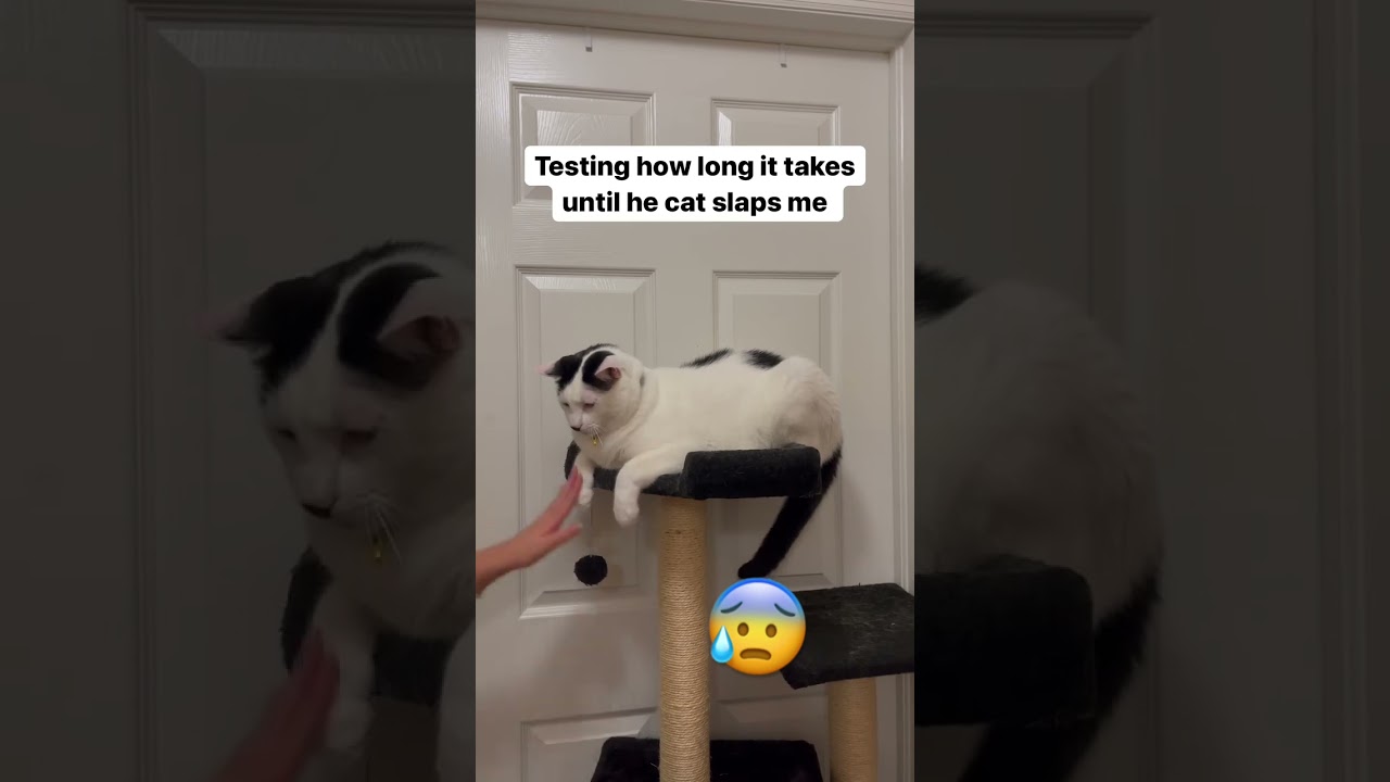 The MOST patient cat🥹