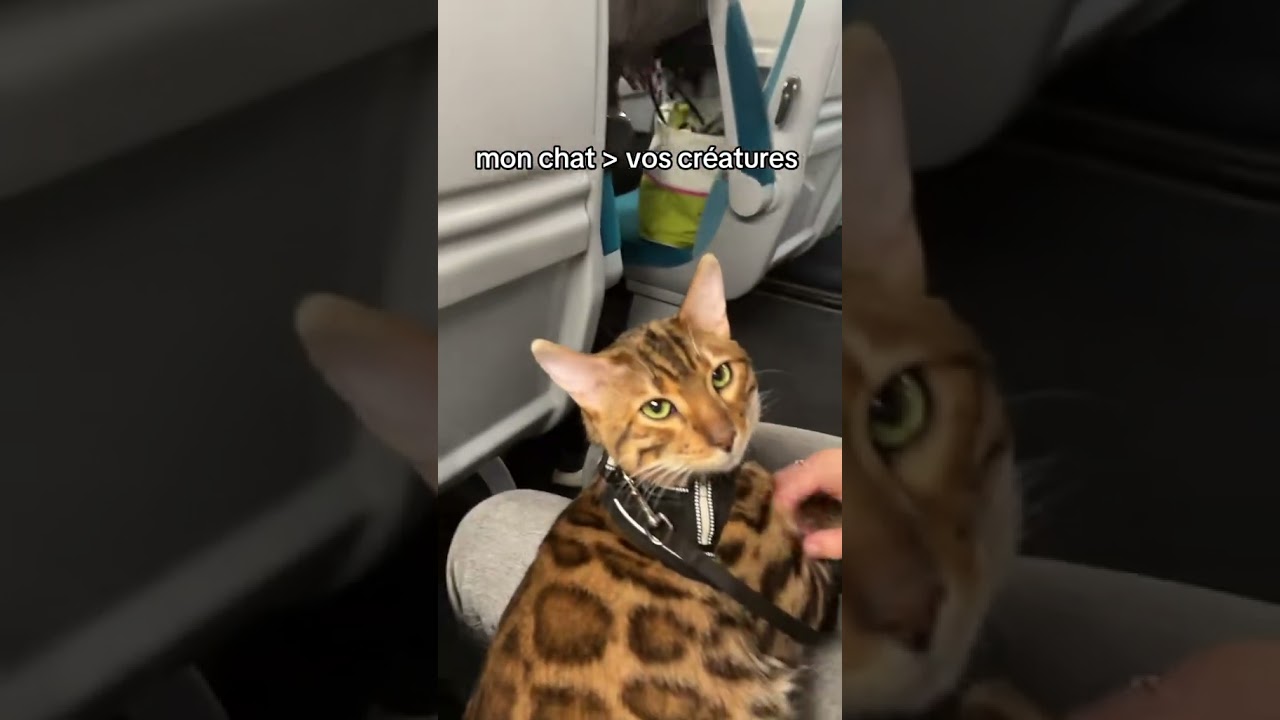 Les chats se comporte mieux que les gosses