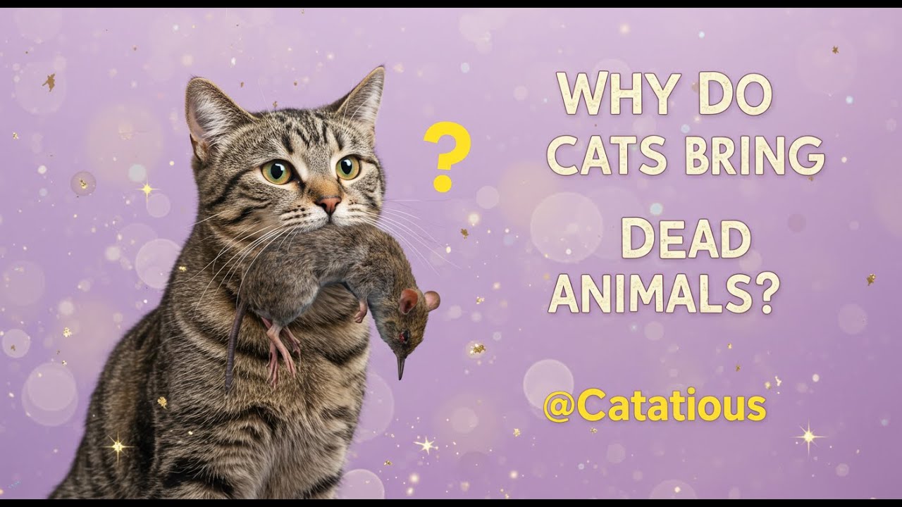Curated visual reference: Visual Reference: Why Do Cats Bring Dead Animals To Their Owners Uncovering