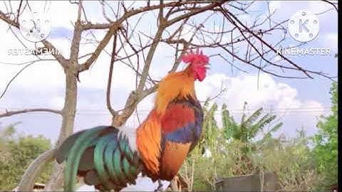 Suab qaib qus zoo heev