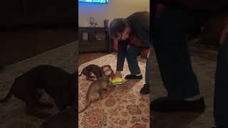 Dachshunds enjoy Tornado toy