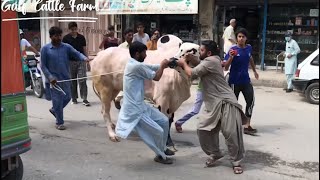 Mundri Prince 3 Unloading || Relly Video Home Qurbani 2021 Ch Atta Muhammad Jutt || Gulf Cattle Farm