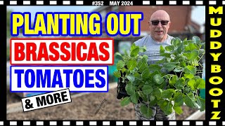 🌻352 🌻 PLANTING BRASSICAS 🌻 PLANTING TOMATOES 🌻