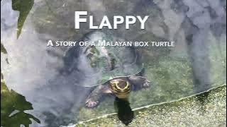 Flappy - A story of a Malayan Box Turtle