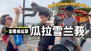 吉隆坡近郊 老人小孩都能玩的尽兴的小镇【瓜拉雪兰莪Kuala Selangor】皇家山喂温顺的银叶猴｜看萤火虫 蓝眼泪｜family day trip vlog