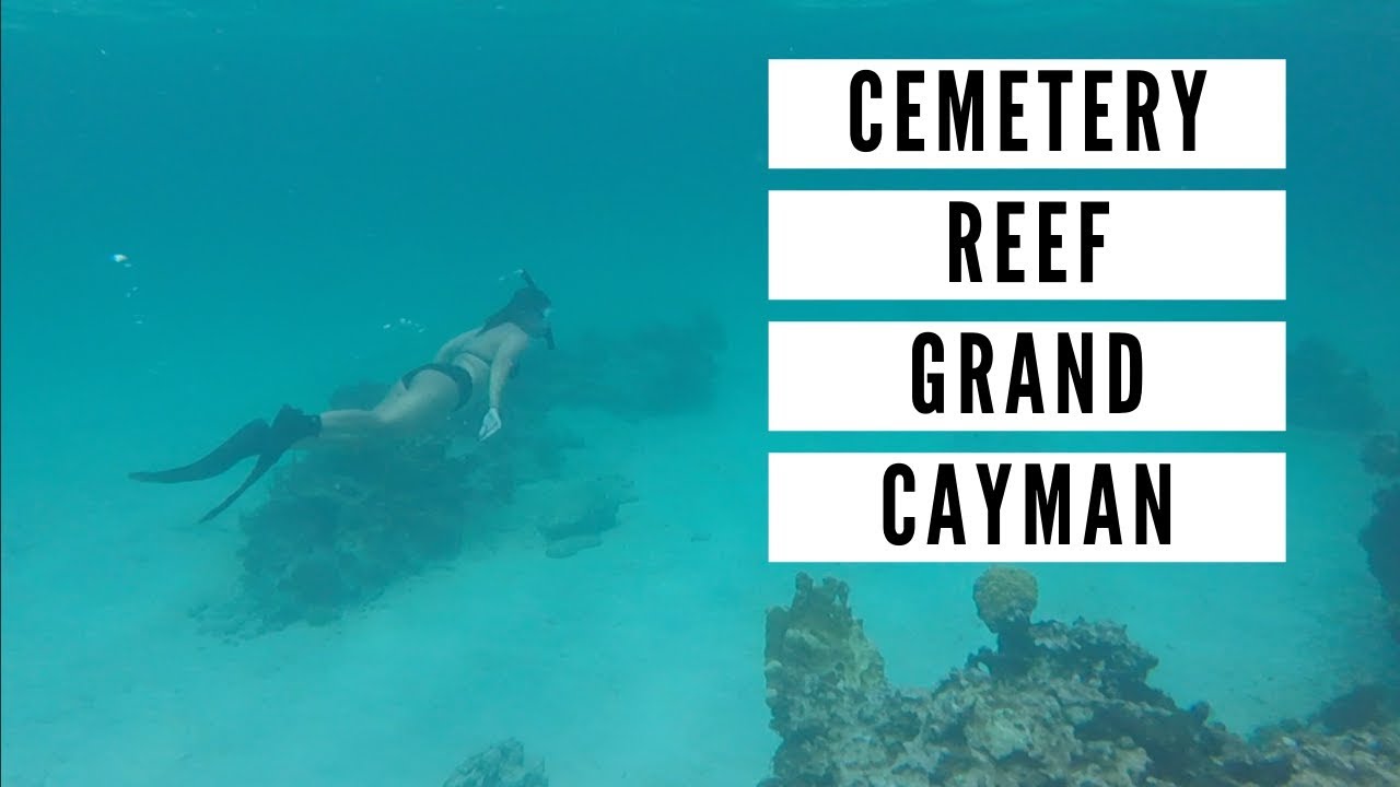 Snorkeling Cemetery Reef in Grand Cayman at Cemetery Beach YouTube