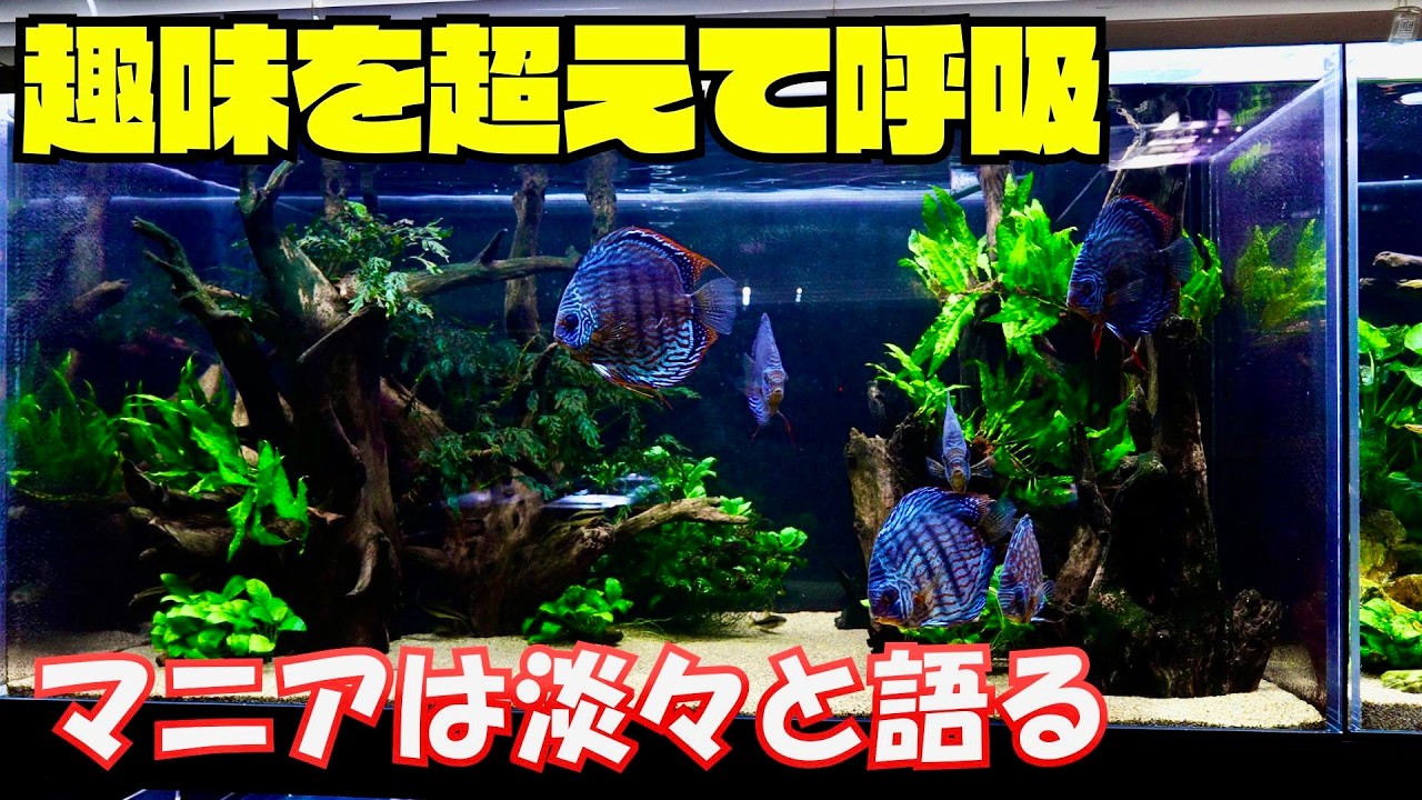 『マニア宅訪問』アクア歴50年の水槽部屋　アロワナ　ダトニオ　ポリプテルス　コリドラス　ディスカス　レッドベリーオスカー　テトラなど　あらゆる魚種を飼育