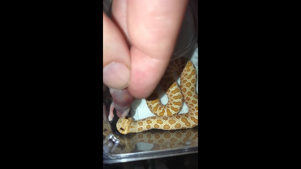 camera iphone 8 plus apk Toffee Belly Hognose Chowing Down