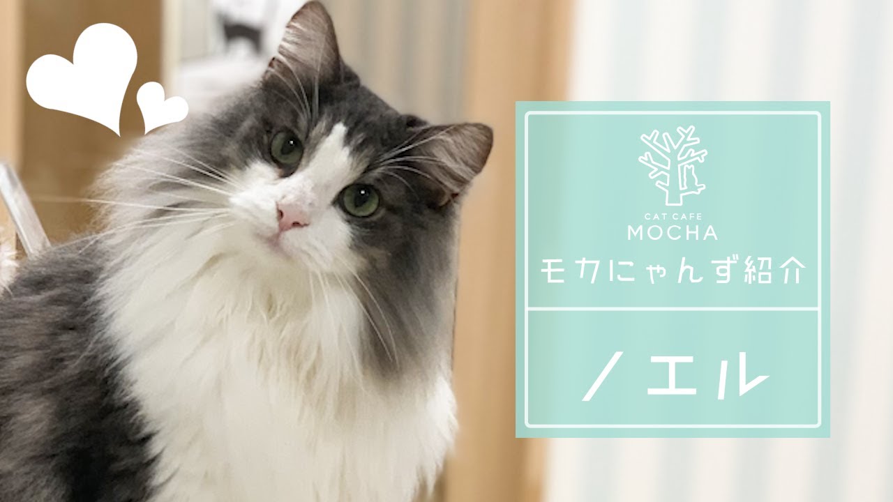 ノエル（ノルウェージャンフォレストキャット♂）京都新京極店 - YouTube