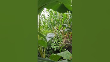 qaib qus.gà rừng và cái kết bảo vệ gà rừng