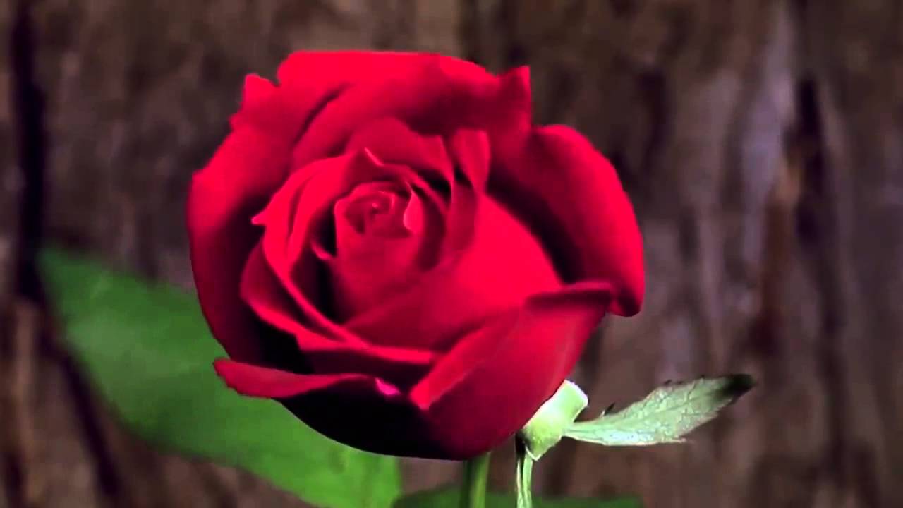 Flowers 33/ rose/ Video footage nature YouTube