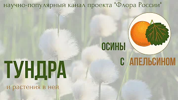 Растения и тундры