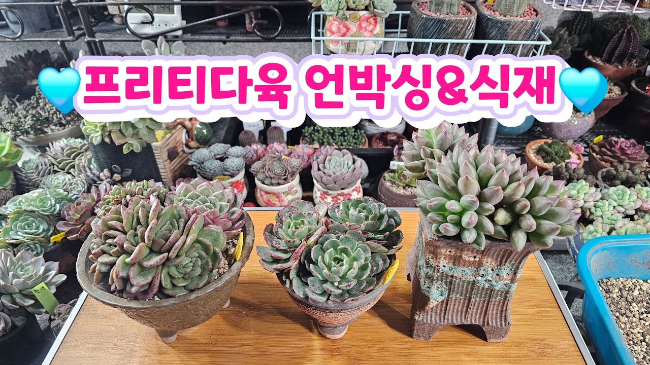 🌸프리티다육 언박싱&식재 했어요 🌸