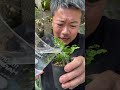 198円のアジアンタムを植え替える
