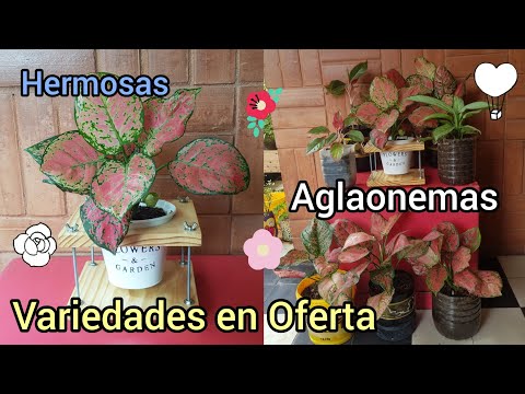 Vídeo: Aglaonema Amb Taques Platejades