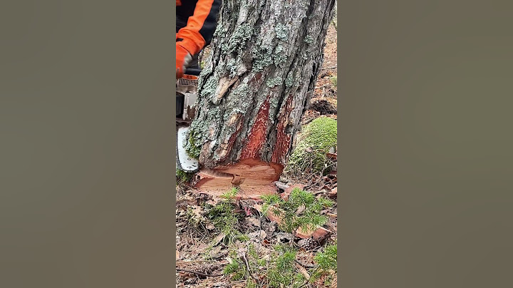Taglio a V #abbattimento #alberi #tree #treeremoval #treeclimbing #ecc #stihl #stihl261