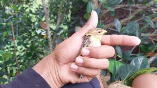 Burung ini emang unik dan bagus tapi lain cerita klo di sini malah jadi hama‼️