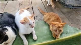 JAMAAH KUCING PETANI SEMAKIN BANYAK