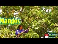 Cortando unos ricos MANGOS en la Mixteca Oaxaqueña