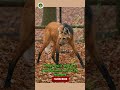 Maned Wolf 🦊 Rare Wonder of the Wild|#shorts #ghiblistyle  #ghibli #ytshorts #ghibliart