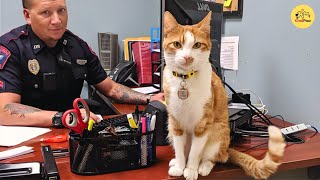 This Police Cat Watches Over Every Officer and Brings Calm to the Station