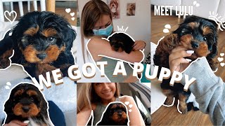 WE GOT A PUPPY! Picking up our 8 week old Black & Tan Cavapoo Puppy First 24hrs with a Cavoodle pup