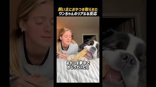 飼い主におやつを取られたワンちゃんのリアルな反応