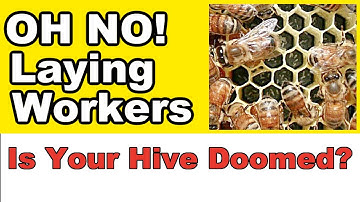 Beekeeping: How To Deal With A Hive With Laying Workers