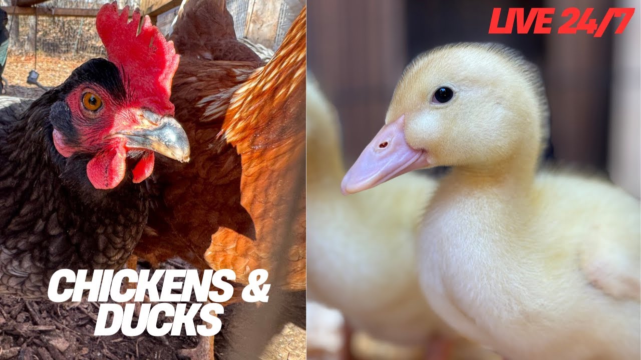 Lutz Farm - 🛑 Chicken Live Stream 24/7! 🐔