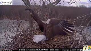 Sharing Starr's fish, both Valors mate w Starr - Trio Bald Eagles, ©Stewards of UMRR