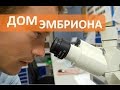 Где живет эмбрион при ЭКО, и как проверяют его здоровье?  Отвечает эмбриолог из Лапино.